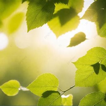certifications summer leaves